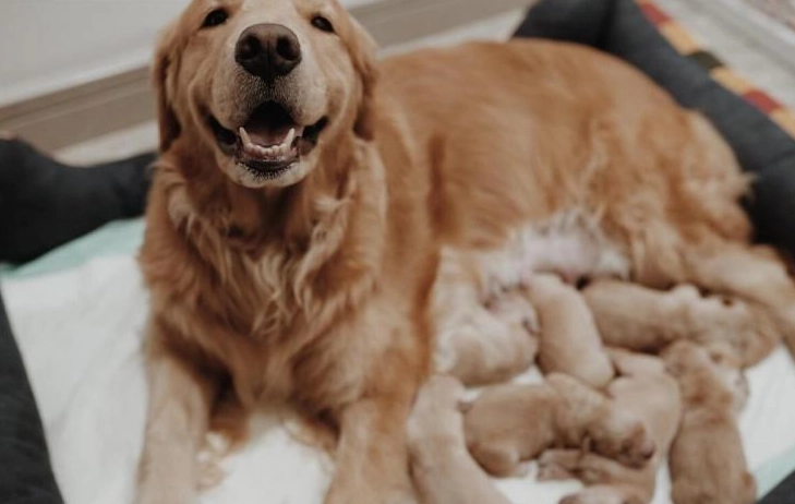 狗牙齦發炎症狀