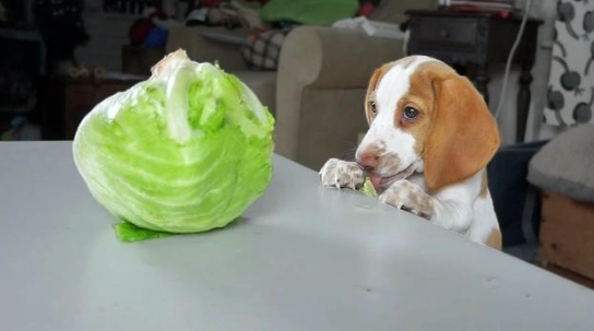 狗狗飲食安全 狗狗飲食安全
