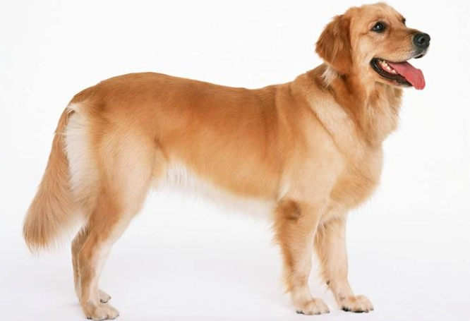 成年狗健康管理