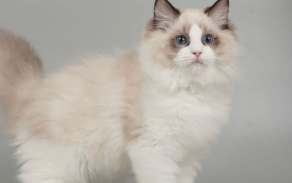 貓咪牙周病症狀