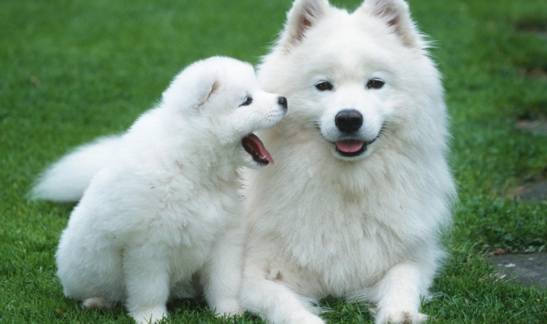 狗嘔吐黃色原因 狗嘔吐黃色原因