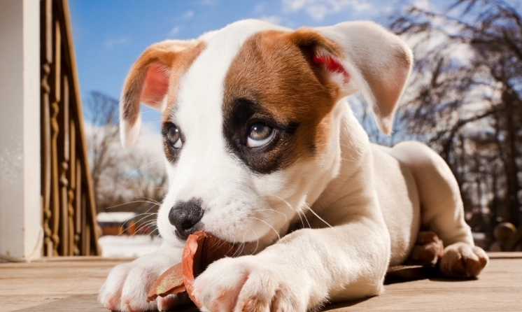 狗拔牙後飲食 狗拔牙後飲食