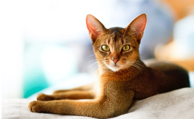 如何判断猫咪年龄