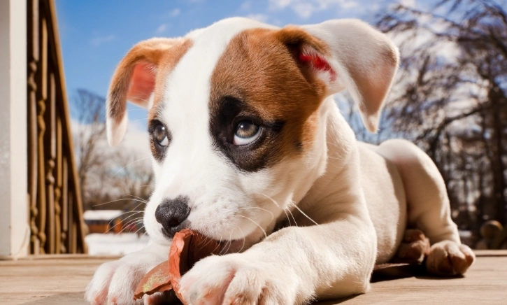 豬大骨餵狗風險