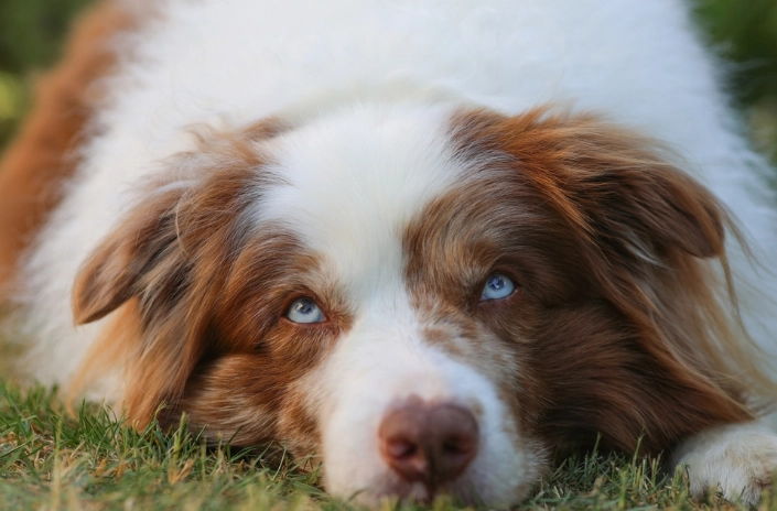 寵物攻擊性處理