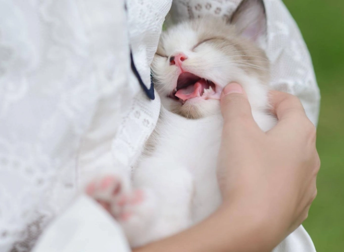 老年貓牙齒問題 老年貓牙齒問題