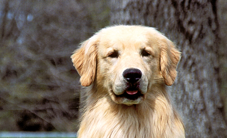 黃金獵犬發情症狀 黃金獵犬發情症狀