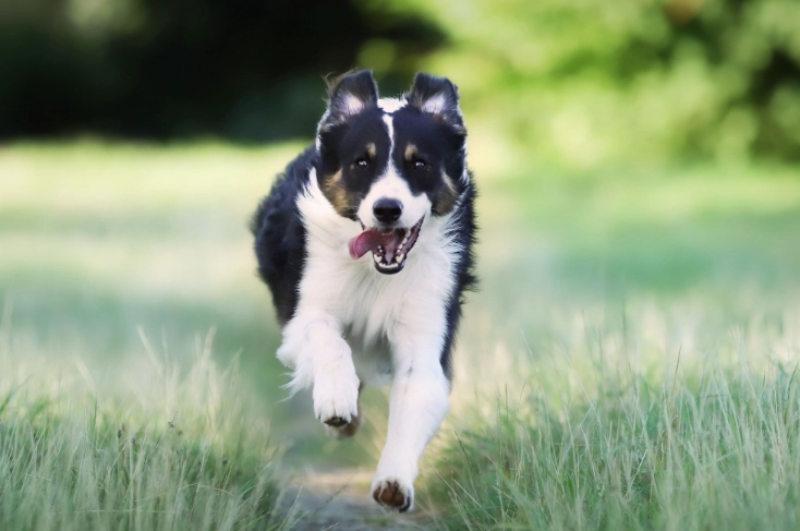 寵物營養指南 寵物營養指南
