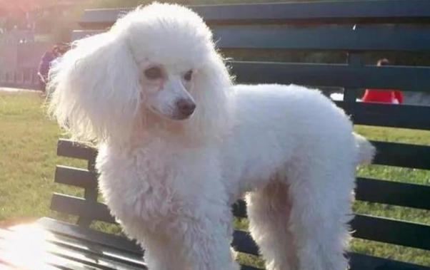 公狗絕育好處 公狗絕育好處