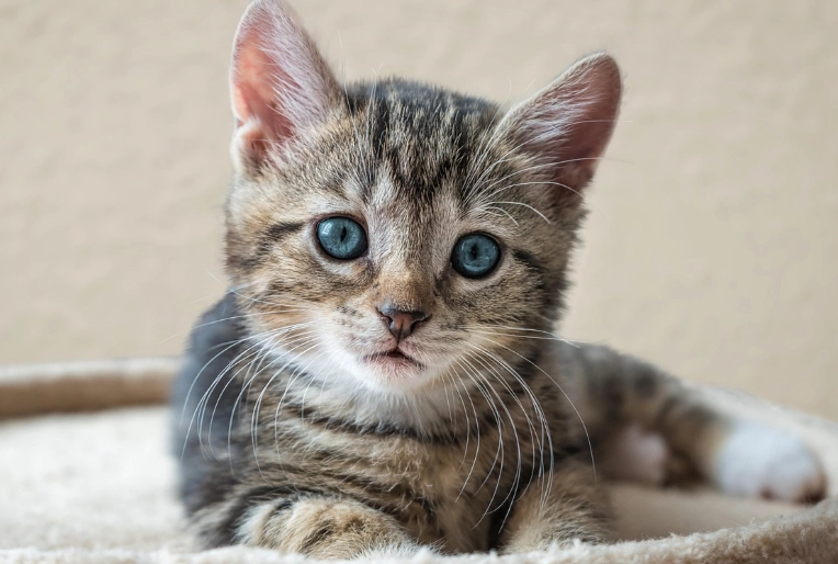 貓咪牙周病症狀