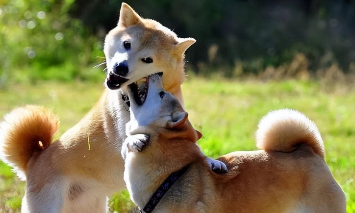 狗狗發情期飲食問題