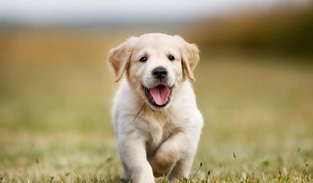 狗狗月經症狀護理