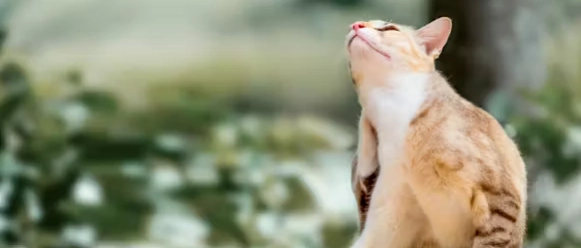 貓咪牙刷怎麼選