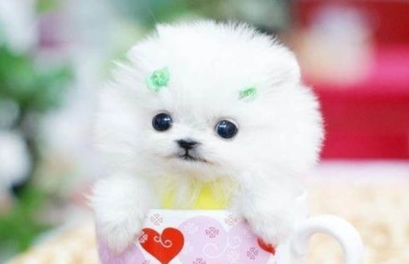 茶杯犬購買指南