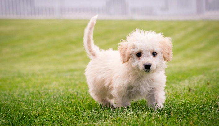狗狗磨牙骨推薦 狗狗磨牙骨推薦