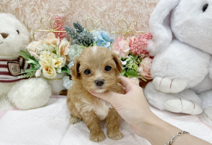 幼犬發情期症狀 幼犬發情期症狀