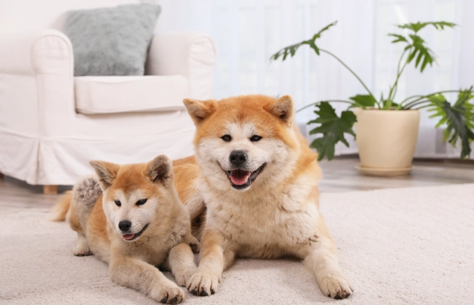 牙結石清除方法