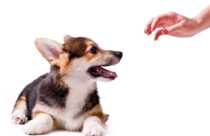 狗狗潔牙方法 狗狗潔牙方法