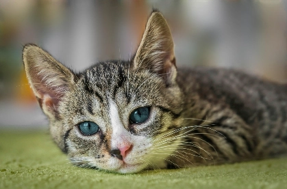 貓咪牙齒治療成本