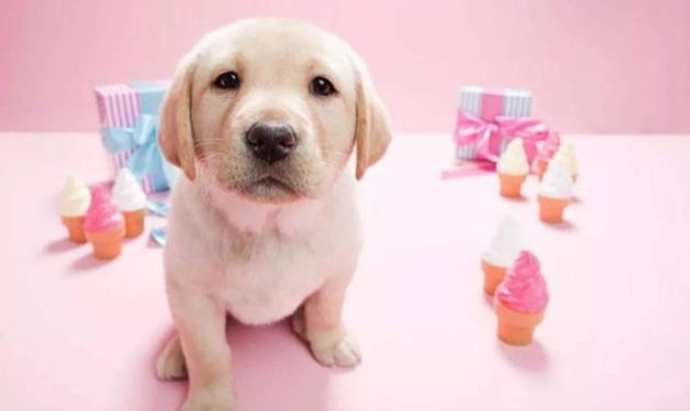 狗狗發情除臭方法