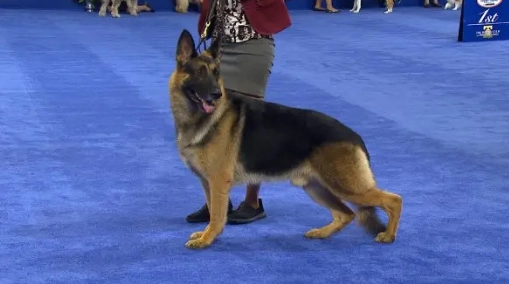 狗狗更年期照顧