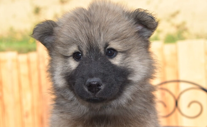 狗狗嘔吐黃色處理 狗狗嘔吐黃色處理