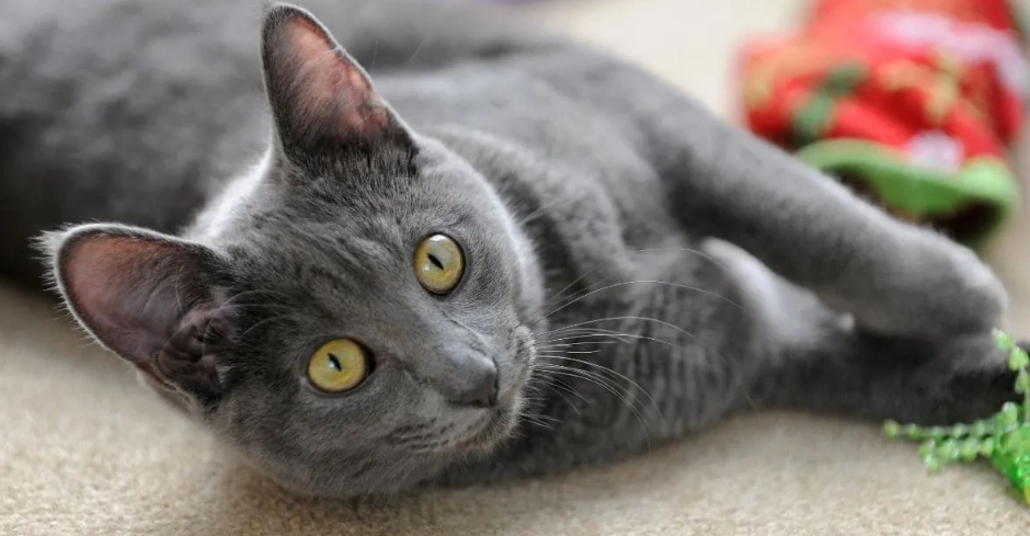 流浪貓皮膚病預防