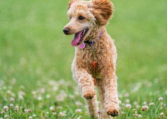 狗狗痴呆症 狗狗痴呆症