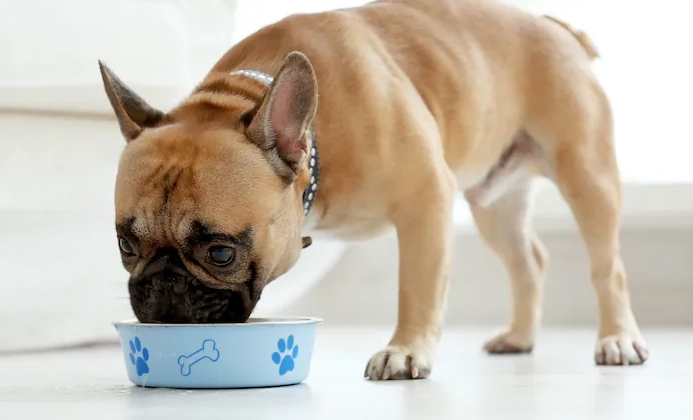 幼犬牙齒數量 幼犬牙齒數量