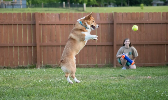 發情期絕育風險