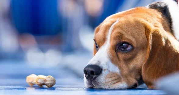 公狗發情食慾不振