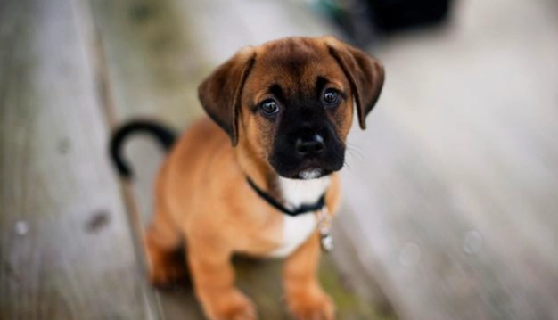 幼犬發情期症狀 幼犬發情期症狀