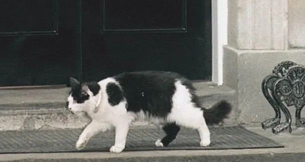 貓咪牙齒治療成本