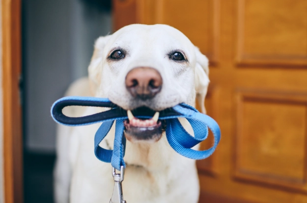 狗牙齦發炎症狀