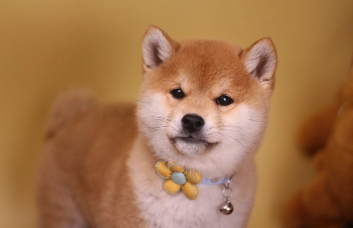 狗狗發情徵兆 狗狗發情徵兆