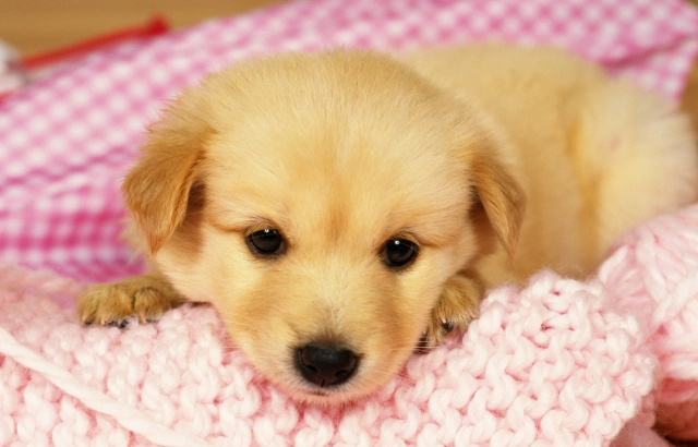 狗口臭解決方法