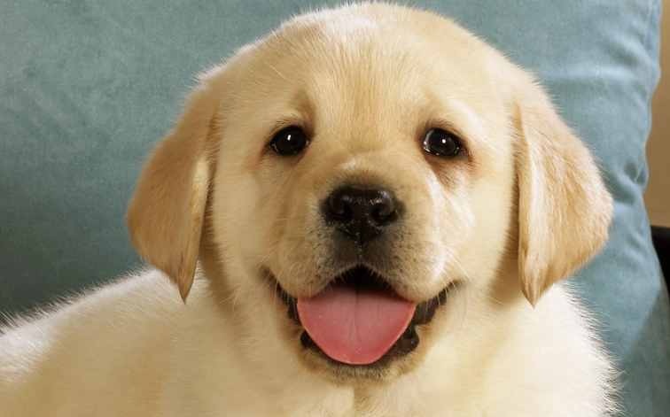 狗狗胃出血症狀 狗狗胃出血症狀