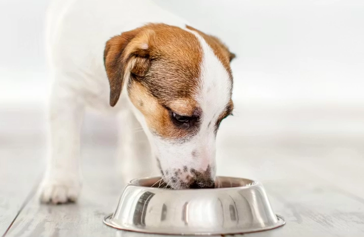 幼犬掉牙注意事項