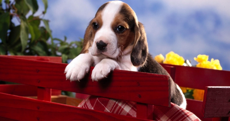 狗狗拔牙注意事項 狗狗拔牙注意事項