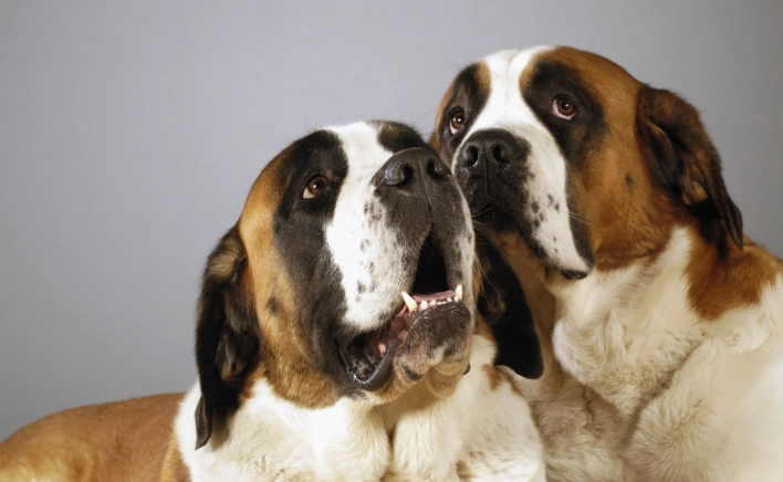 寵物刷牙工具 寵物刷牙工具