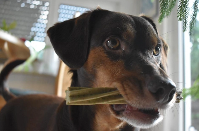 狗狗牙齒健康 狗狗牙齒健康