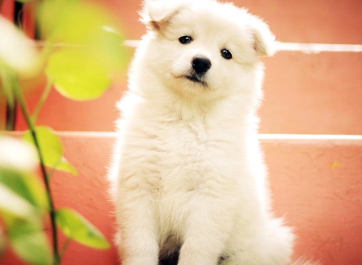 狗狗懷孕徵兆 狗狗懷孕徵兆