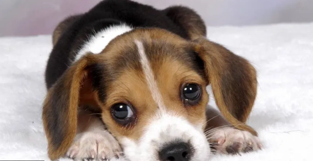 狗狗最佳生育年齡