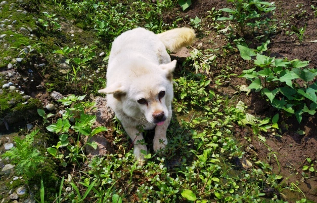 寵物拔牙術後護理 寵物拔牙術後護理