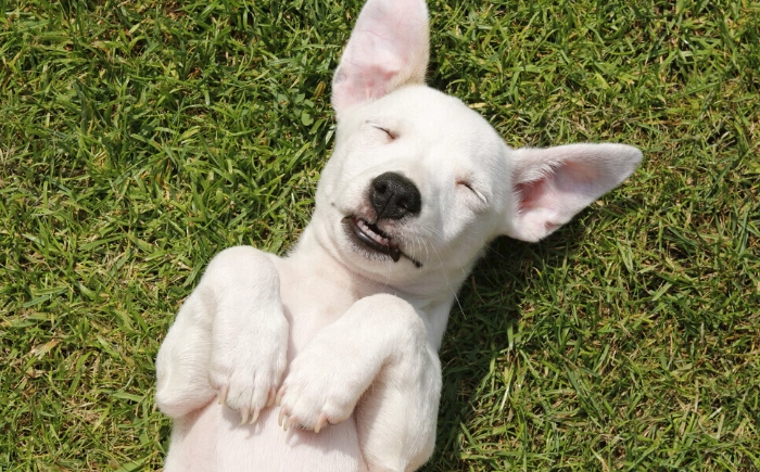 狗狗失智症照顧