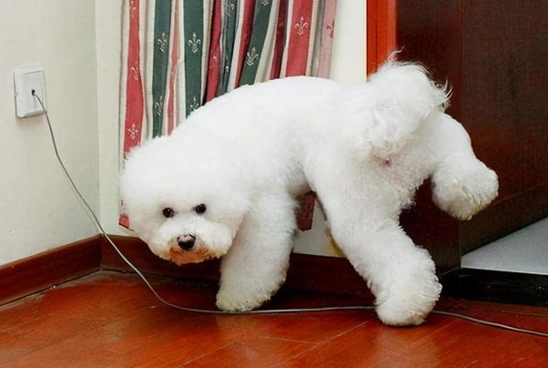 腹水對狗壽命影響