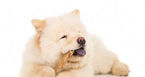 牛皮骨選擇 牛皮骨選擇