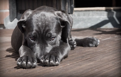 狗狗懷孕徵兆 狗狗懷孕徵兆