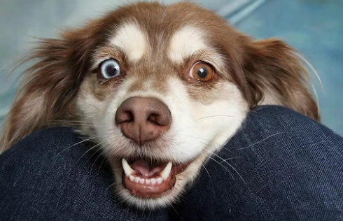 幼犬牙齒數量 幼犬牙齒數量