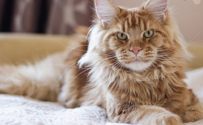 貓咪牙刷怎麼選